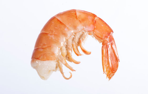 studio image of a shrimp