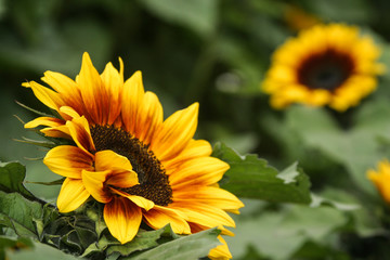 Beautiful large sunflower flower head in a sunflower field.