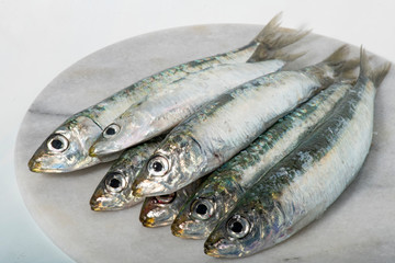  studio image of some sardines
