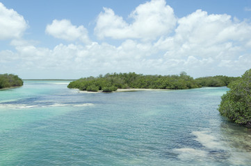 Mangroves at Mayan riviera