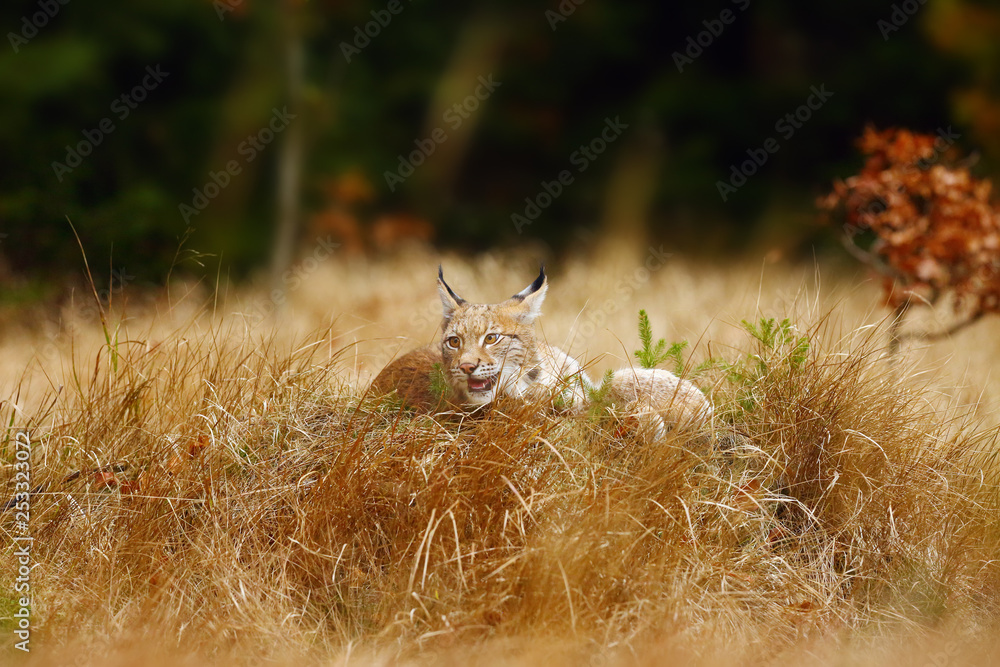 Canvas Prints The Eurasian lynx (Lynx lynx) a young lynx in yellow grass, autumn forest background.