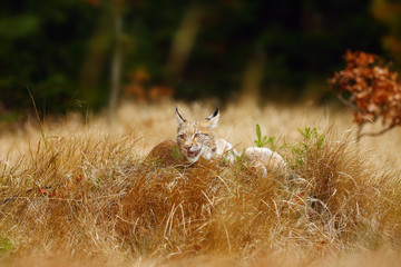 The Eurasian lynx (Lynx lynx) a young lynx in yellow grass, autumn forest background.