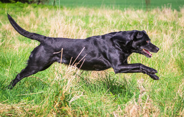 Black Labrador gundog retrieve