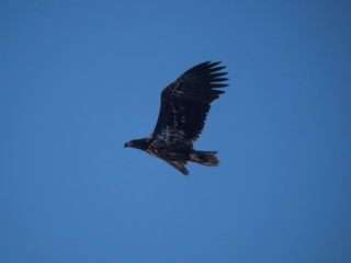 seeadler in norwegen