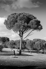 Naklejka premium pin dans la garrigue