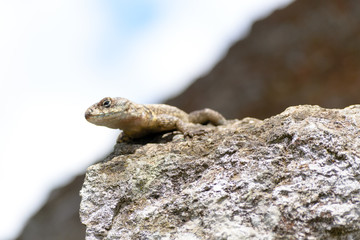 Close up of a little lizard perched on a rock against the sky in Pedra Grande park, Atibaia, Brazil