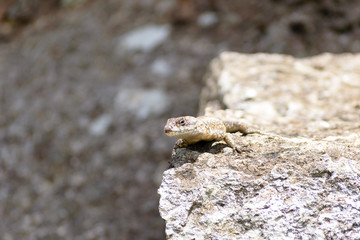 Close up of a little lizard perched on a rock in Pedra Grande park, Atibaia, Brazil