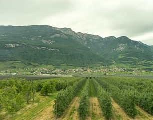 Fototapeta na wymiar Italy,La Spezia to Kasltelruth train, a wineyard with a mountain in the background