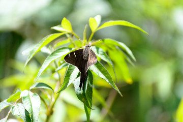 Black butterfly on a green leaf in Atibaia, Sao Paulo, Brazil