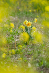 Yellow Daffodil - 黄色い水仙