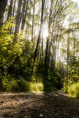 Thick spring forest, the sun breaks through the trees.