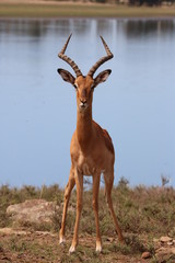 Impala Männchen Portrait