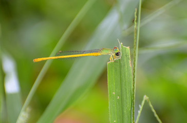 Dragonfly on the rice field