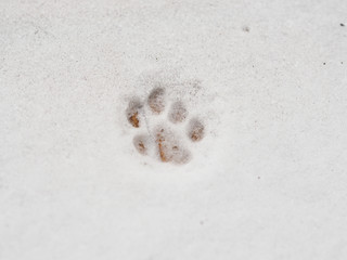 paw in the snow