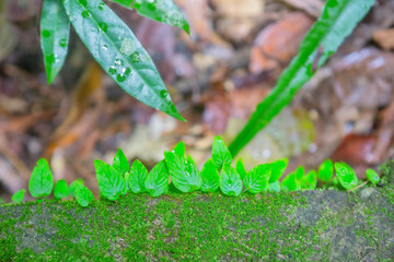 Green leaves and green moss growing on the tree log with brown leaves background