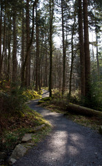 Obraz premium path in forest