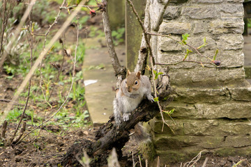 squirrel on tree