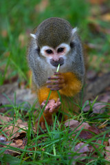 Squirrel monkey