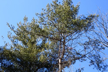 Under the tall green pine trees with the blue sky. 