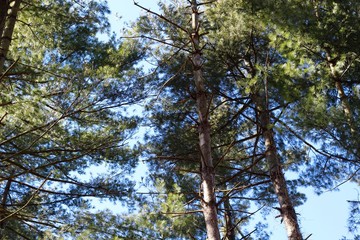 A view of the tall pine trees in the forest with blue skies.