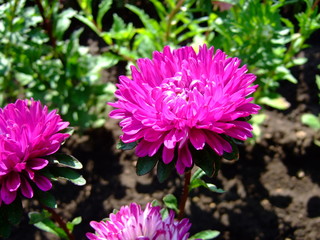 Obraz premium Beautiful summer flowers. Bright sunny day. Summer. Bright colours. Lots of sun.