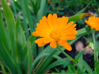 Beautiful summer flowers. Bright sunny day. Summer. Bright colours. Lots of sun.
