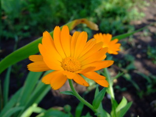 Beautiful summer flowers. Bright sunny day. Summer. Bright colours. Lots of sun.