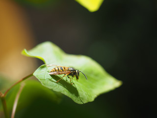 Wasp ond leaf