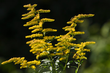 Paper Wasps and Yellowjacket pollinating the yellow flowers of a perennial herbaceous goldenrod plant in full sun Toronto Canada