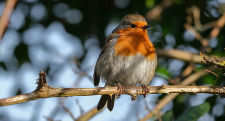 robin on a branch