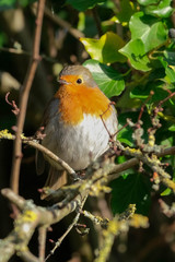 robin on a branch