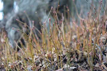 young tree in the forest