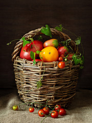 Large wicker basket with a variety of ripe organic tomatoes on a dark background