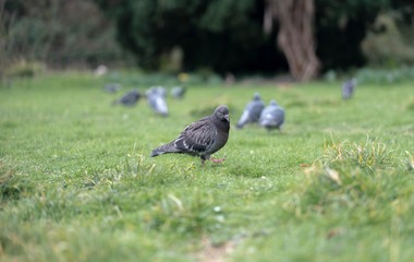 pigeon on the grass