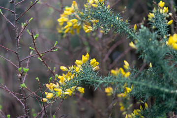 yellow flowers in the garden