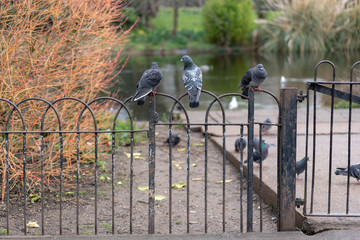 pigeons on a fence