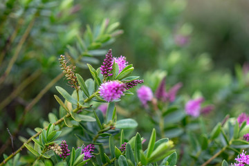flowers in the garden