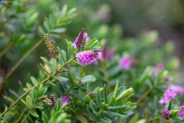 butterfly on a flower