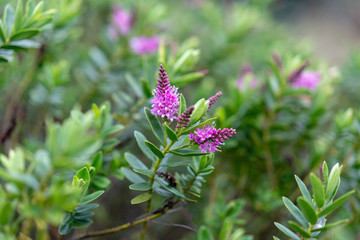 flower in the garden