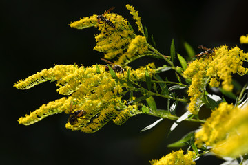 Two varieties of Paper Wasps pollinating the yellow flowers of a perennial herbaceous Goldenrod plant in full sun Toronto Canada