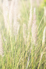 Flower of grass and soft sunlight