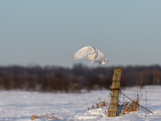 Male Snowy Owl Taking Off From Fence Post in Winter