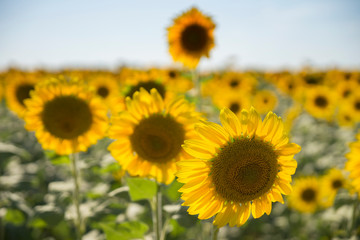 Obraz premium plant