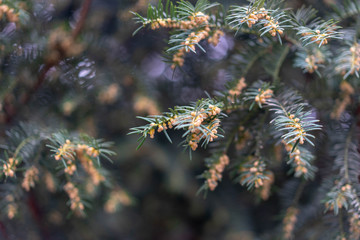 pine branch with cones