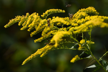 Paper wasps pollinating the yellow flowers of a perennial herbaceous goldenrod plant in Fall Toronto Canada