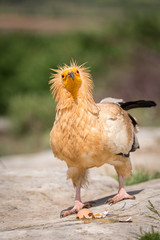 Detailed portrait of a wild Egyptian vulture with green background