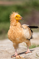 Detailed portrait of a wild Egyptian vulture with green background