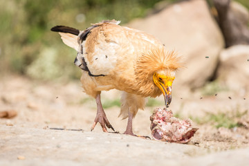 Portrait of a wild Egyptian vulture on the gound with green background