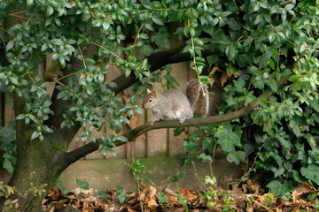 squirrel on the tree