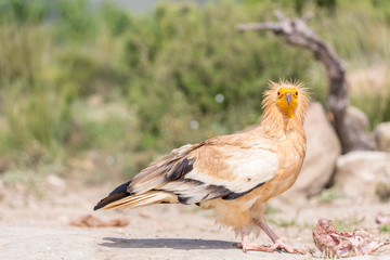 Portrait of a wild Egyptian vulture on the gound with green background
